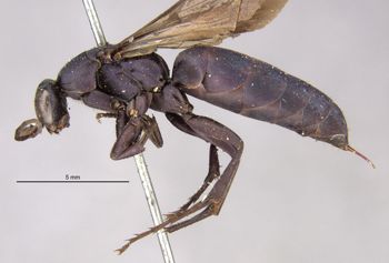 Media type: image;   Entomology 10010 Aspect: habitus lateral view